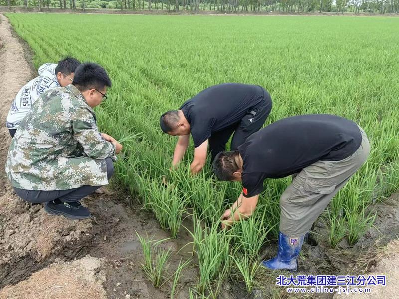 圖為勤得利分公司黨員正在查看水稻長勢情況_副本.jpg