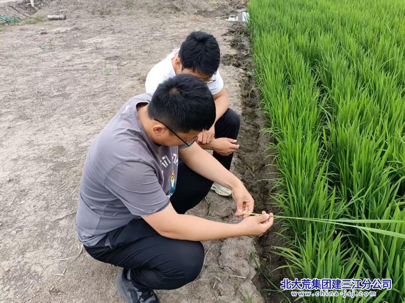 夏管查看苗情.jpg